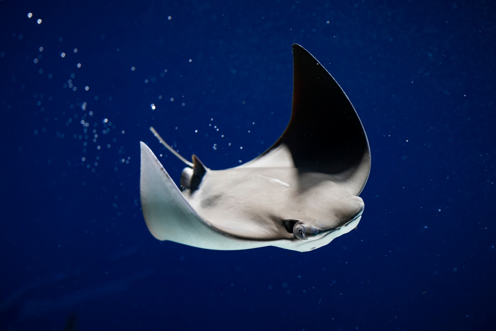 Close,Up,Of,A,Swimming,Stingray
