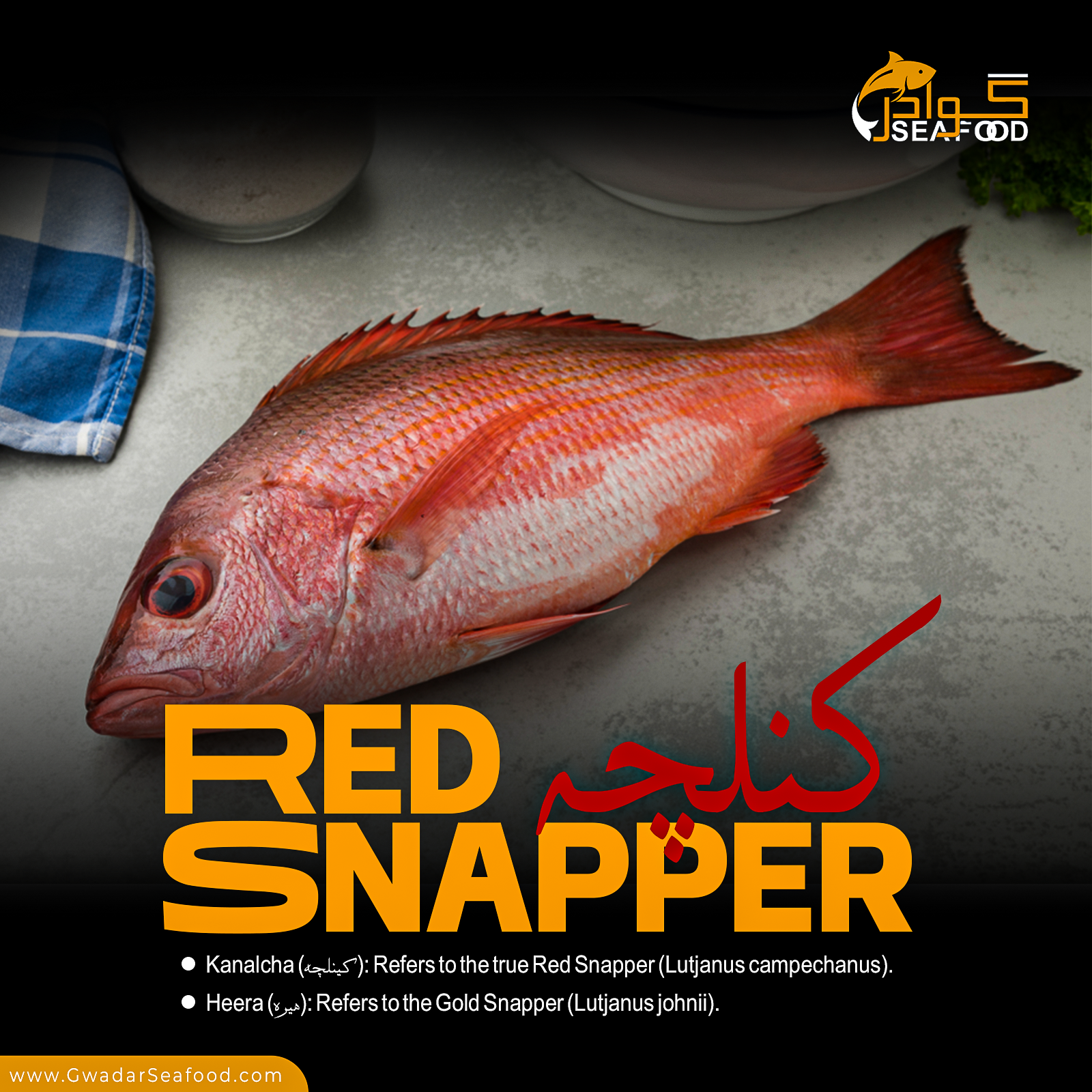 kanalcha- red-snapper -ish