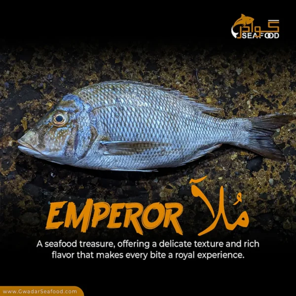 Emperor Fish (Mulla)