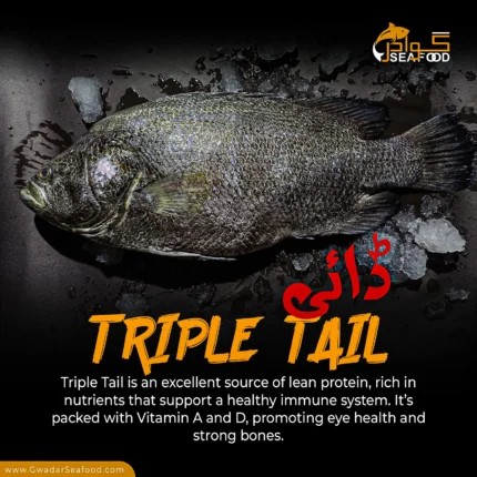 Tripletail (Dai)