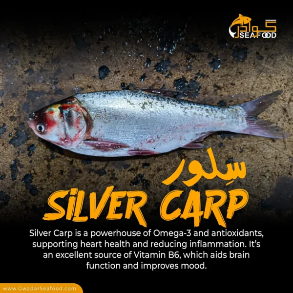 Silver Carp (Silver)