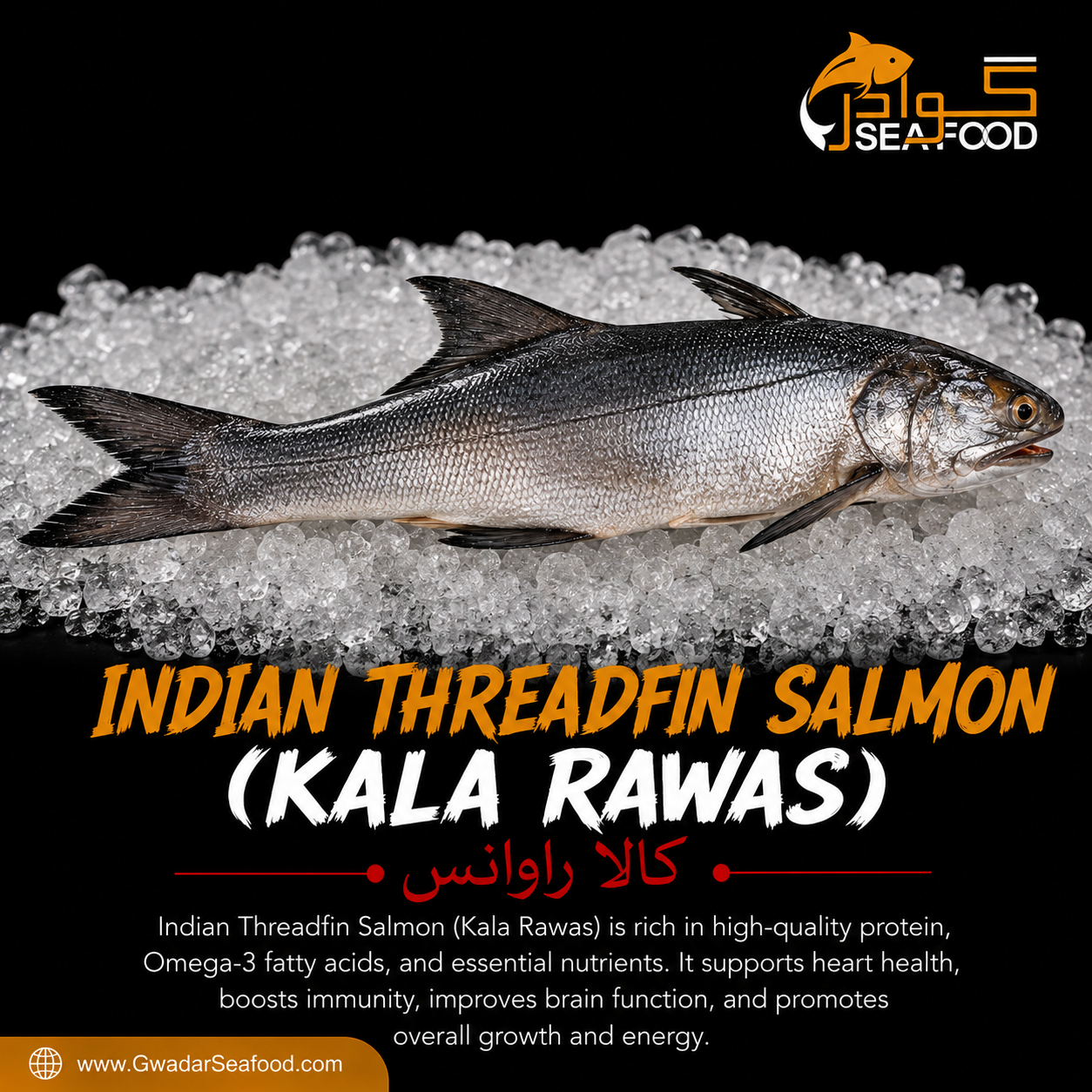 Indian Threadfin Salmon Fish (Kala Rawas) Indian Threadfin Salmon Fish (Kala Rawas)